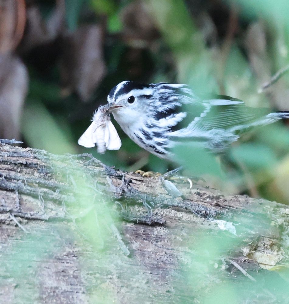 black-and-white warbler eating a moth 