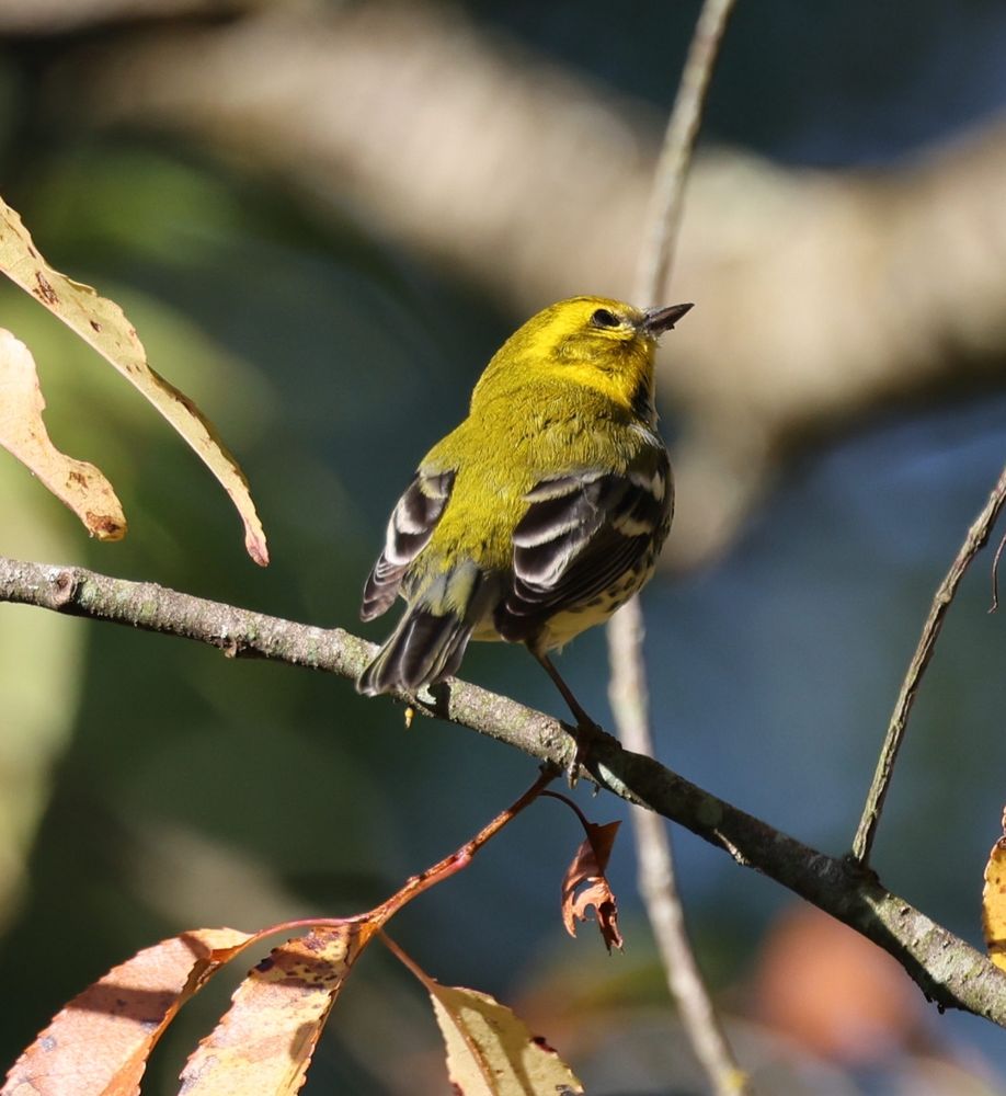 black-throated green warbler