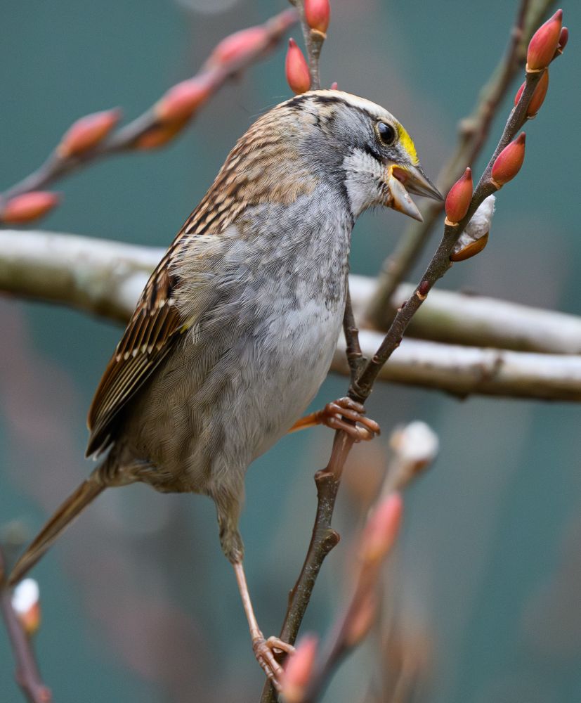 white-throated sparrow 