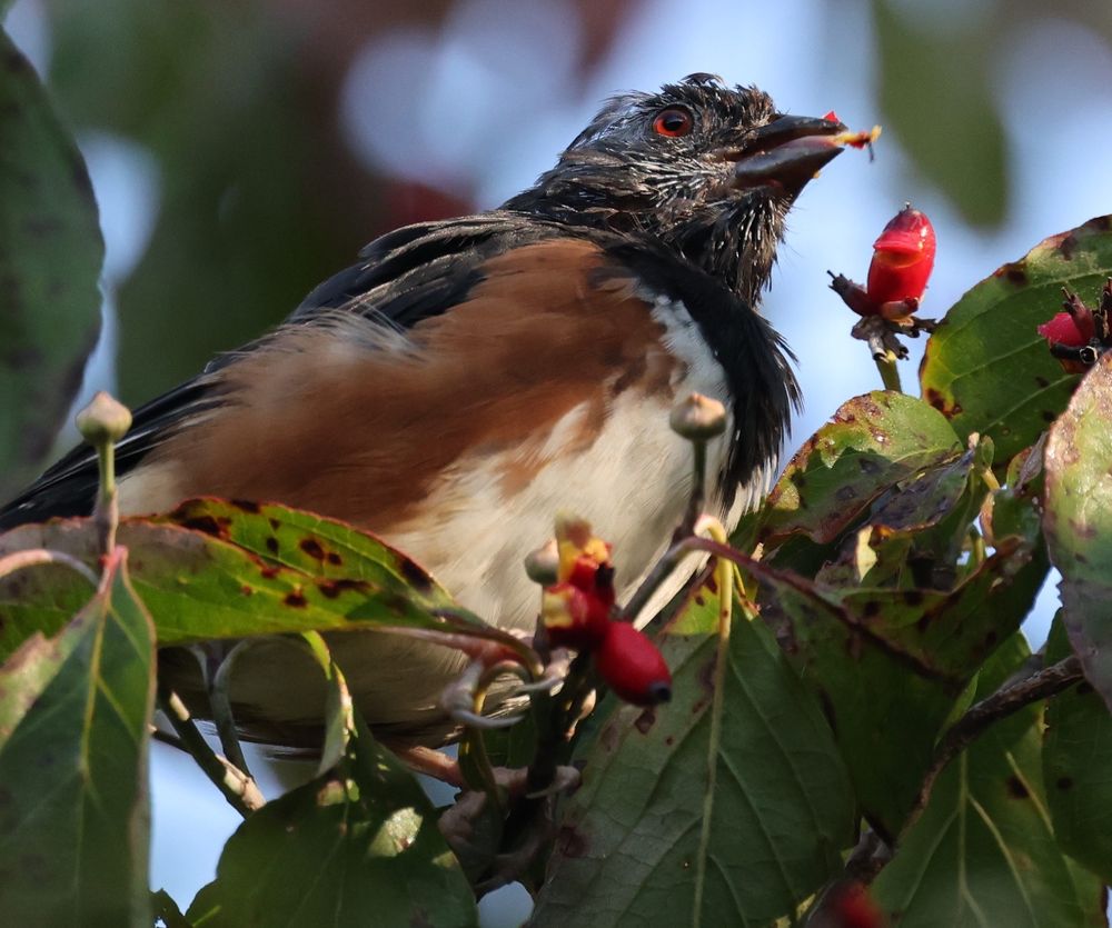 eastern towhee