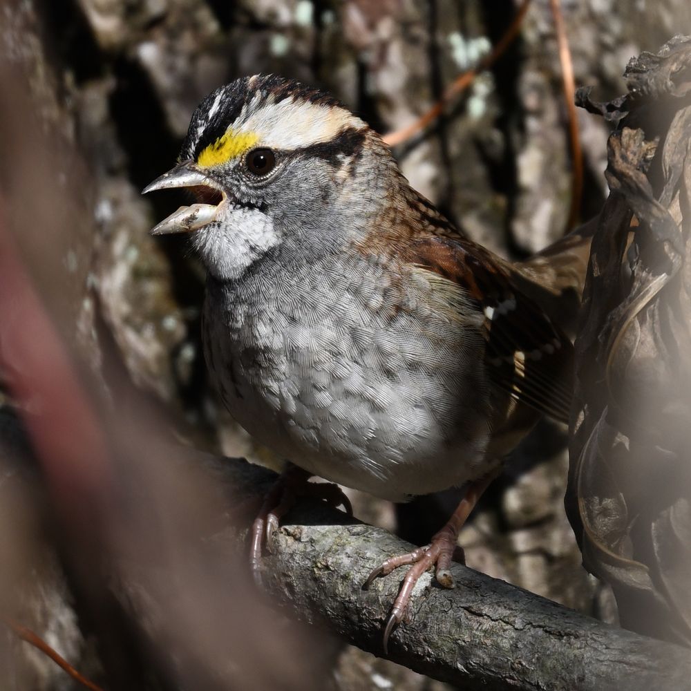 white-throated sparrow