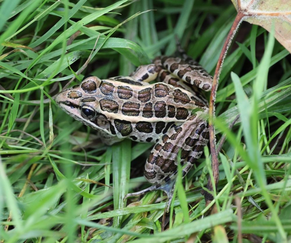 leopard frog 