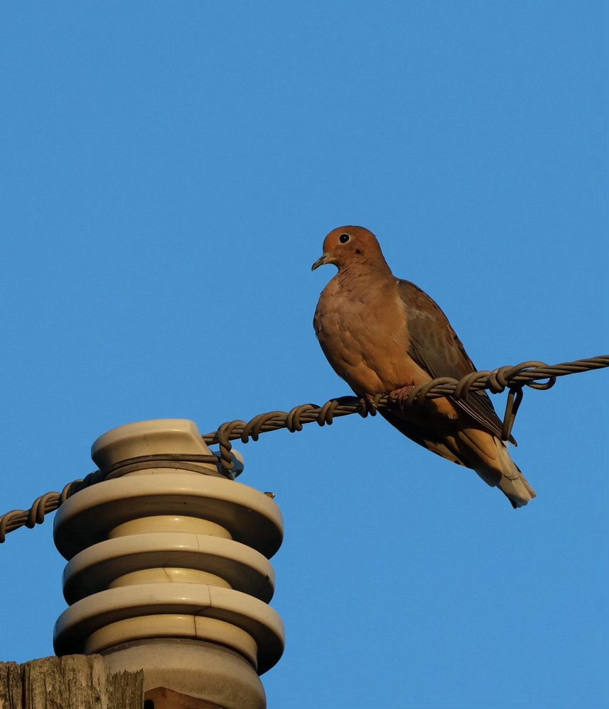 mourning dove perched on a power line