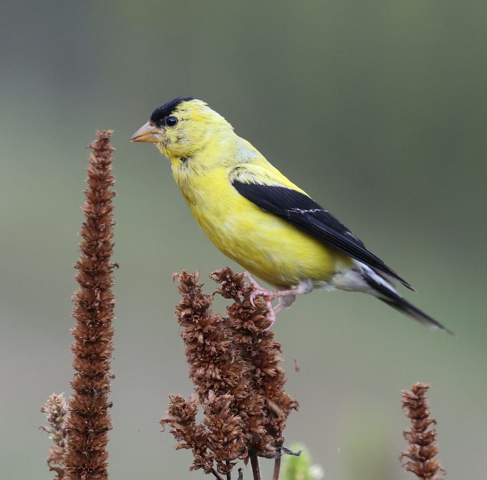 goldfinch