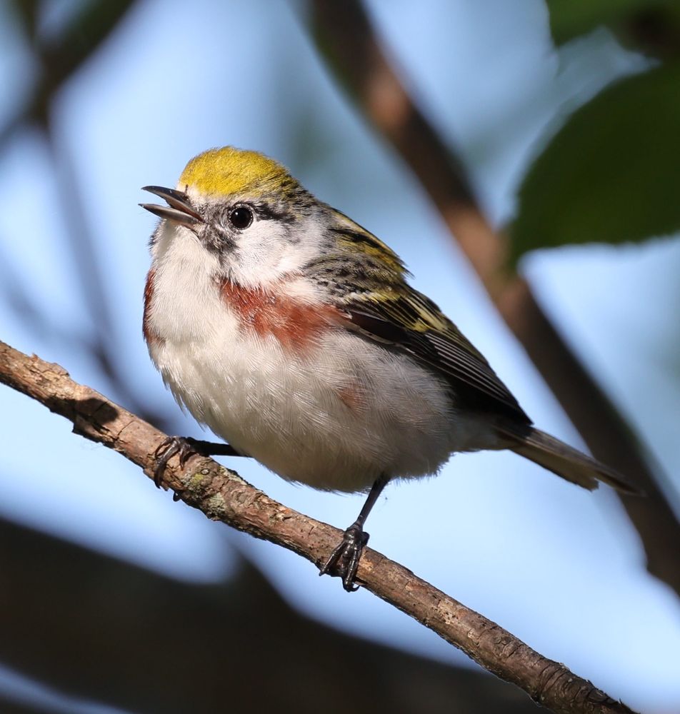 chestnut-sided warbler 