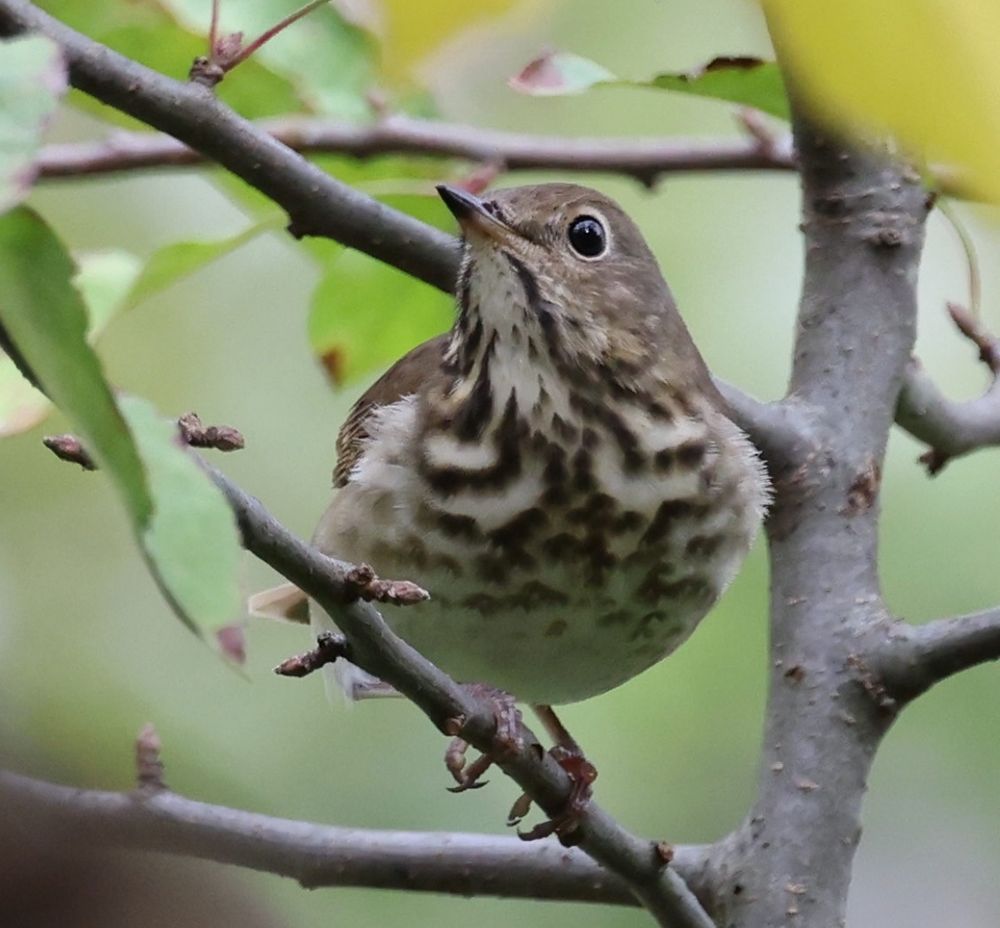 hermit thrush 