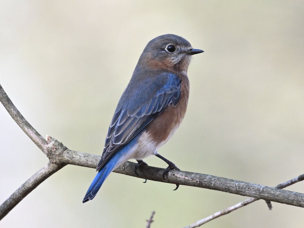 eastern bluebird 