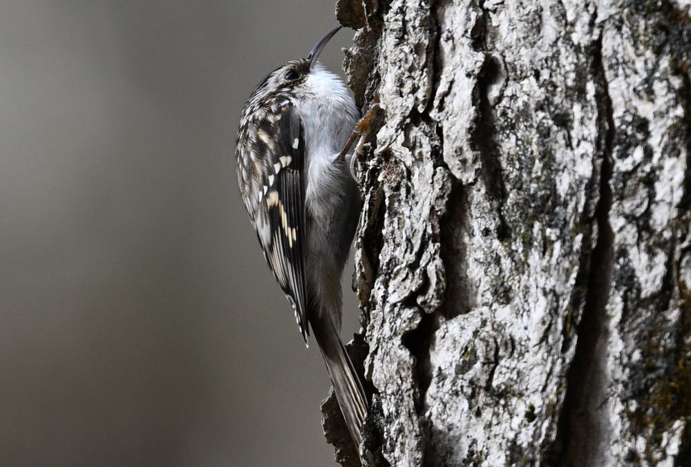 brown creeper 
