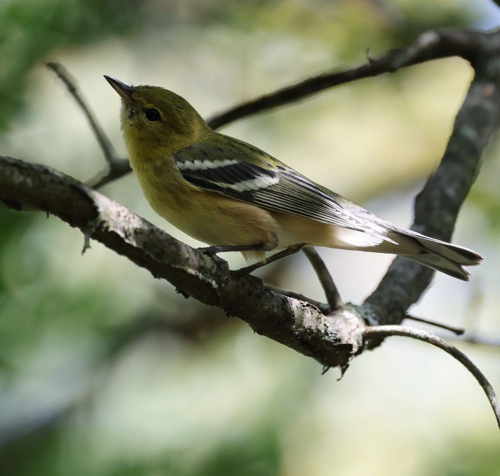 bay-breasted warbler 