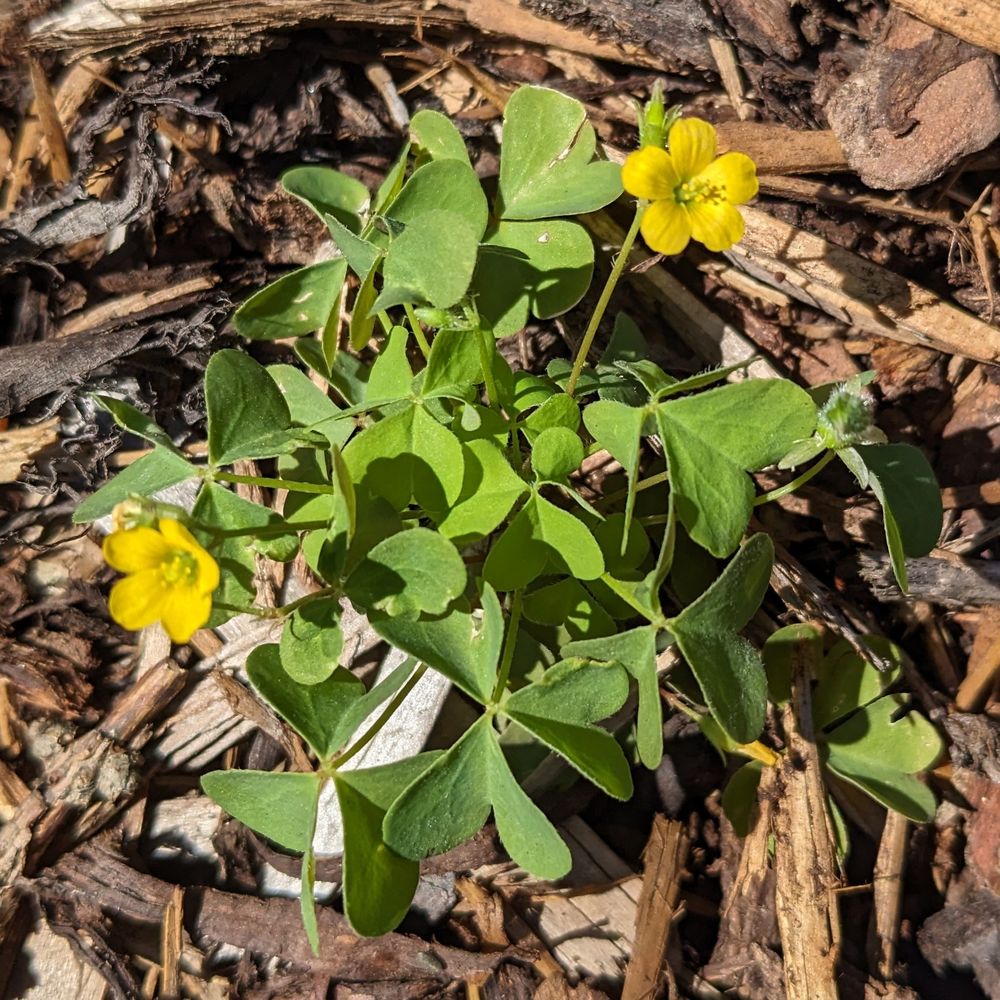 Two small yellow flowers growing out of woodchips