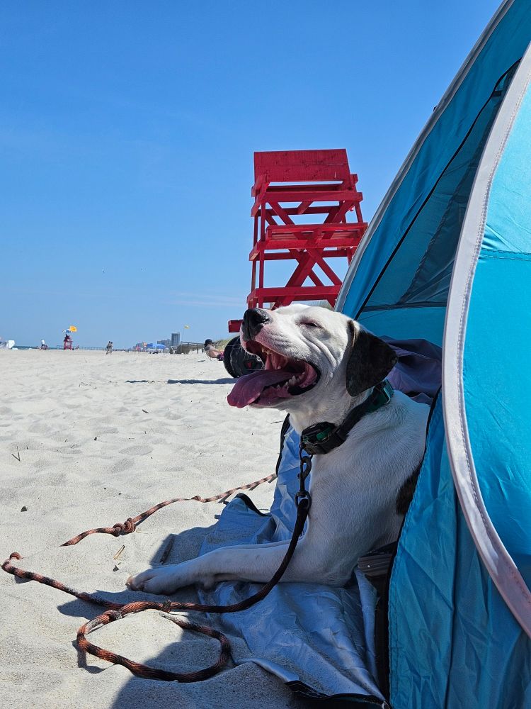 A white and brindle dog laying in the opening of a blue tent on the beach and smiling. A red lifeguard stand and clear blue sky are in the background 