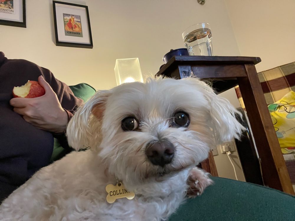 Very happy Maltese terrier sitting on a lap
