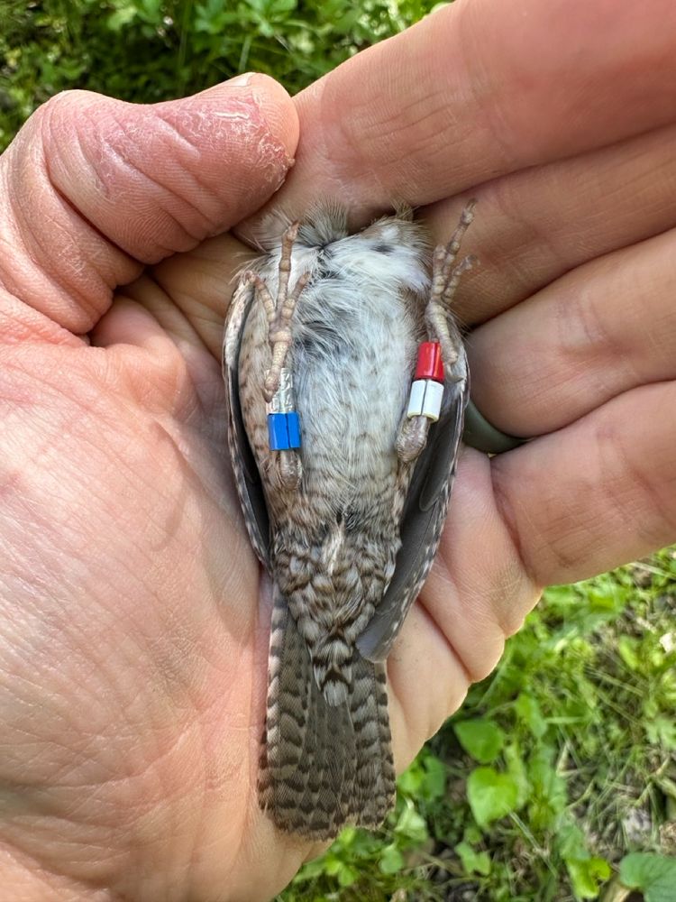 Underside of northern house wren showing one aluminum band, and three colored bands (red, white, and blue). 