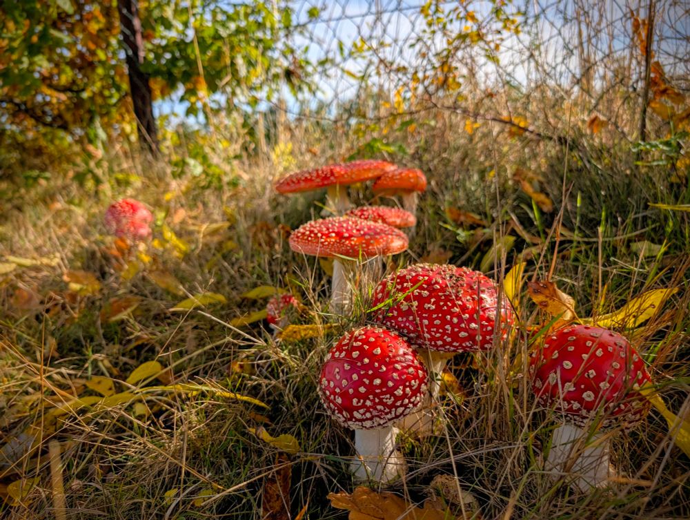 
Das Bild zeigt eine Gruppe von mehreren Pilzen, die im hohen, trockenen Gras und Laub wachsen. Sie sind deutlich die auffälligsten Elemente.
 * Pilze: Die Pilze haben leuchtend rote Hüte, die mit vielen kleinen, weißen, flockigen Tupfen (Velumresten) übersät sind – ein charakteristisches Merkmal des Fliegenpilzes. Die Stiele sind dick, weiß und zylindrisch. Ein Pilz rechts unten hat einen fast kugelförmigen Hut, während die Hüte der anderen Pilze flacher und weiter geöffnet sind.
 * Umgebung im Vordergrund: Die Pilze sind von trockenem, gelblich-braunem Gras umgeben. Am Boden sind auch herabgefallene, gelbliche Blätter sichtbar, was auf die Herbstsaison hindeutet.
Hintergrund und Beleuchtung:
 * Mittelgrund/Hintergrund: Links und oben links ist ein Bereich mit grünen und gelb-braunen Blättern von Bäumen oder Sträuchern zu sehen, die in der Unschärfe liegen.
 * Beleuchtung und Stimmung: Das Licht ist hell und sonnig, möglicherweise die tiefstehende Sonne am späten Vormittag oder Nachmittag. Es scheint das Gras und die Pilze von oben und leicht von hinten zu beleuchten, was die Farben der roten Hüte und des gelben Grases betont. Die Schärfentiefe ist gering, wodurch die Pilze im Vordergrund scharf hervorgehoben werden und die Umgebung weich und verschwommen erscheint.
Gesamteindruck:
Das Bild vermittelt eine herbstliche, natürliche und fast märchenhafte Atmosphäre, vor allem durch die auffällige und ikonische Erscheinung der Fliegenpilze.
