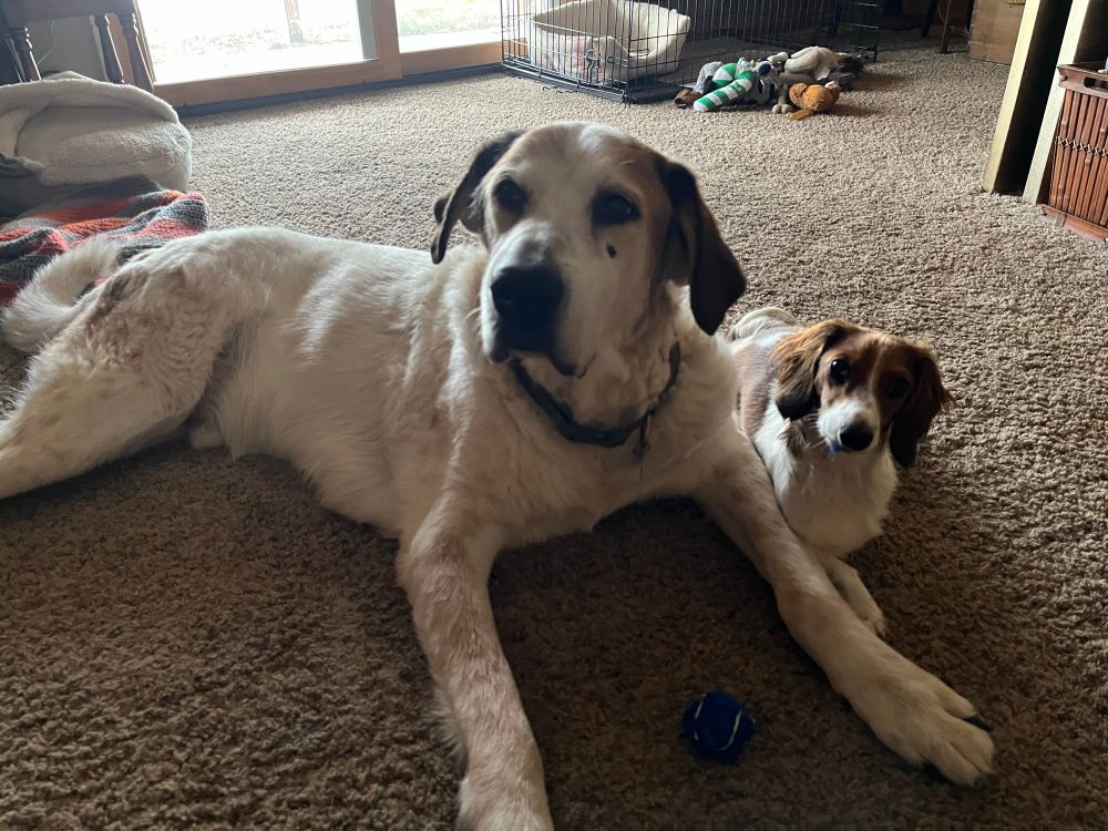 Galileo, an Anatolian Shepherd, and Arthur, a mini dachshund, in repose.