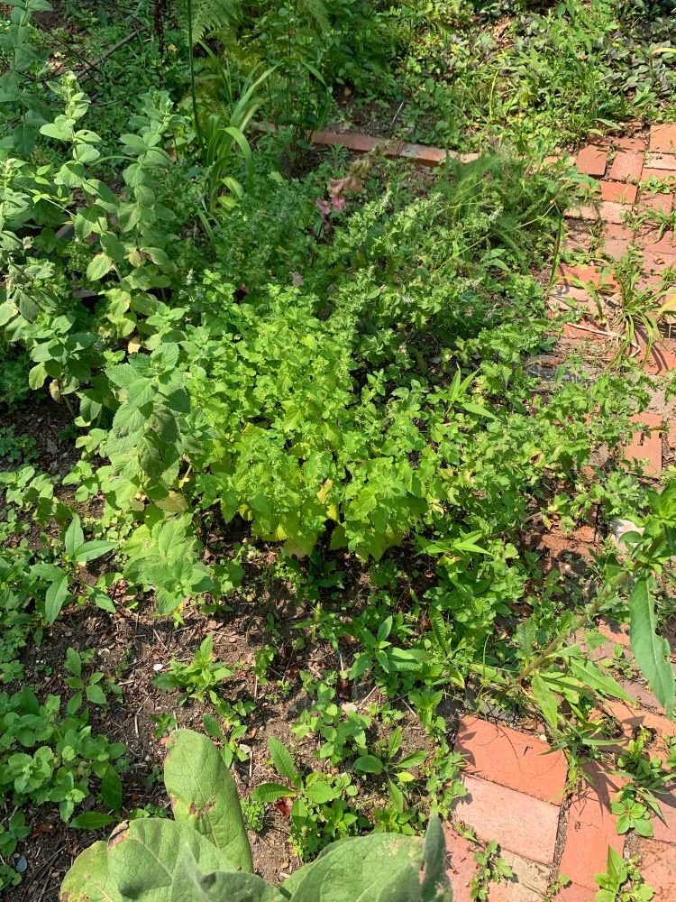 this is a, uh, balm of some sort, i think it's lemon balm. It's attracting pollinators of all kinds. Not sure if any of them happen to "bee" in the shot, however.