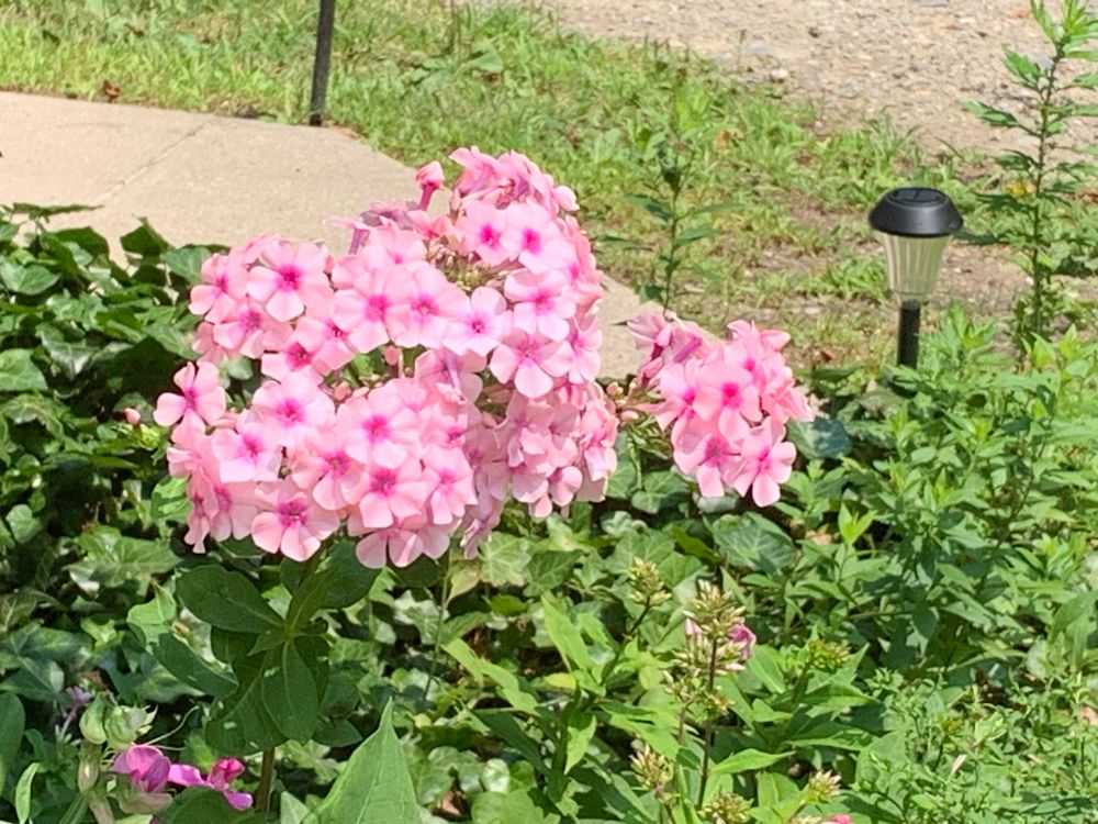 this is what a phlox should look like. Burgeoning, unsullied by herbivores. Living its best life. hashtag fucking blessed.
