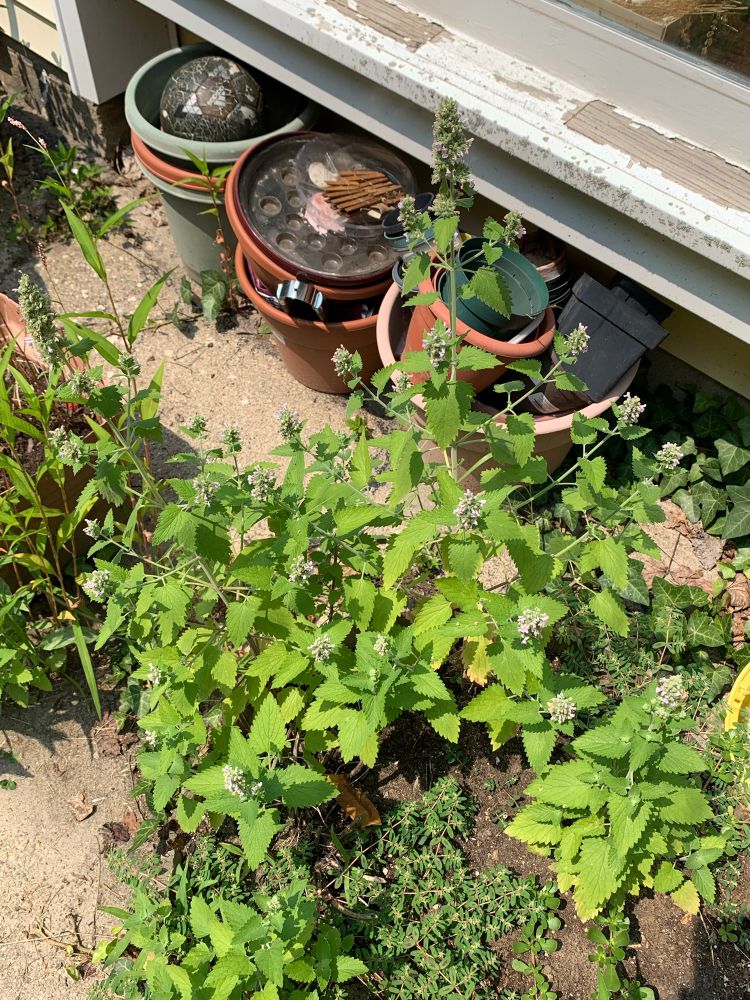 here's a healthy catnip which is flowering on all of its stalks, and which attracts birds and bees and other, less sexual, creatures to its blooms. There is a bunch of irrelevant shit in the background.
