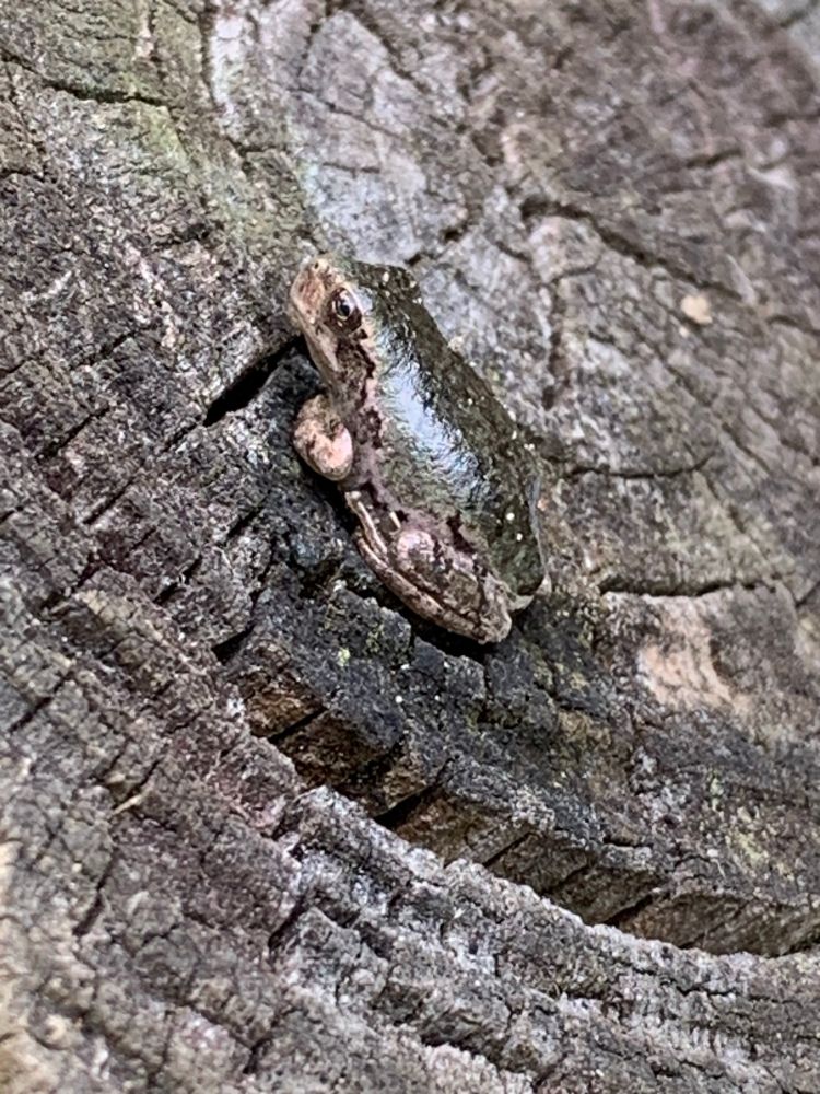a tiny frog sits on a gatepost. I wish he'd go into the other garden, where he'd be able to fill up on regular-sized ants. To them, he'd be like a gigantic Frog of hideous proportions, wading amongst them, sowing carnage everywhere. Decades from now, ants would tell stories about the Frog of Doom which toppled a once-proud ant civilization, and sent ant culture down a precipitous decline from whence it has yet to recover. Woe unto those ants who laughed in the face of prudence, who scoffed at the idea of taking even the most basic anti-frog safety precautions.

I mean, that's how it would have played out. But the frog went off in the other direction.