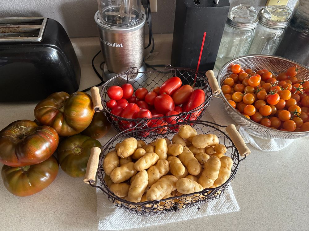 Three types of tomatoes (Paul Robeson, Roma, and Sungold), and Makah Ozette potatoes. 