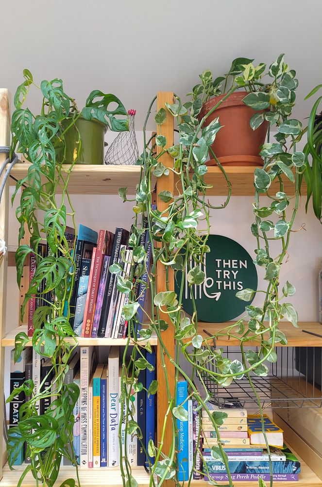 Photo of some shelves with books, some tangling trailing plants on the top shelf, and our studio sign propped up. There is a lot of ambient light.