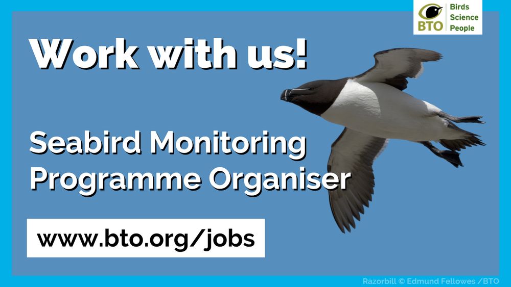 Job Advert reads: 
Work with us!
Seabird Monitoring Programme Organsier
www.bto.org/jobs
With a photo of a Razorbill flying behind the text.