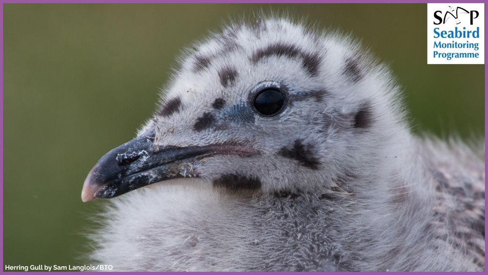 Graphic displays a photo by Sam Langlois/BTO of a Herring gull chick. In the top right hand corner is the Seabird Monitoring Programme logo. The caption reads: 'Herring Gull plumage varies vastly between hatching and becoming adults! Initially, they are leggy balls of black-speckled down, soon to embark on a shifting plumage journey!
Discover their plumage changes in this thread⬇️ #seabirds #birds @btobirds.bsky.social @jncc.bsky.social @rspb.bsky.social' 