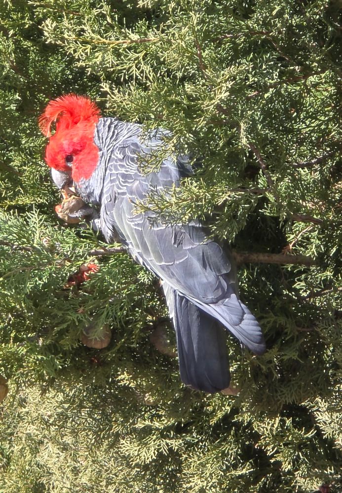 A gang gang cockatoo eating a large seed in a tree.