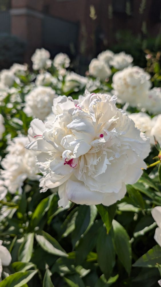 White peonies with a large bloom in front and many others behind it.
