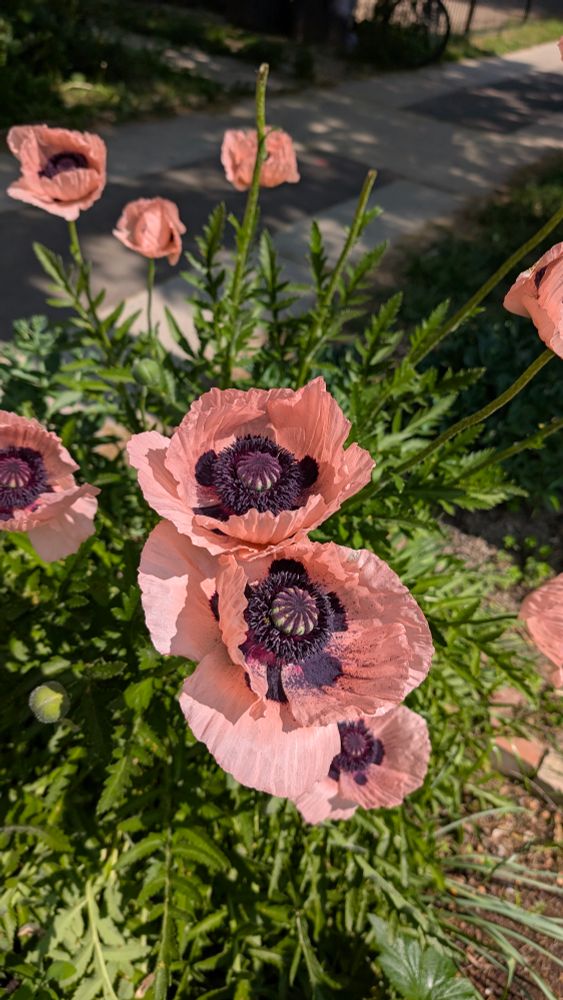 Pink and purple flowers in full bloom with tiny seeds in the petals 