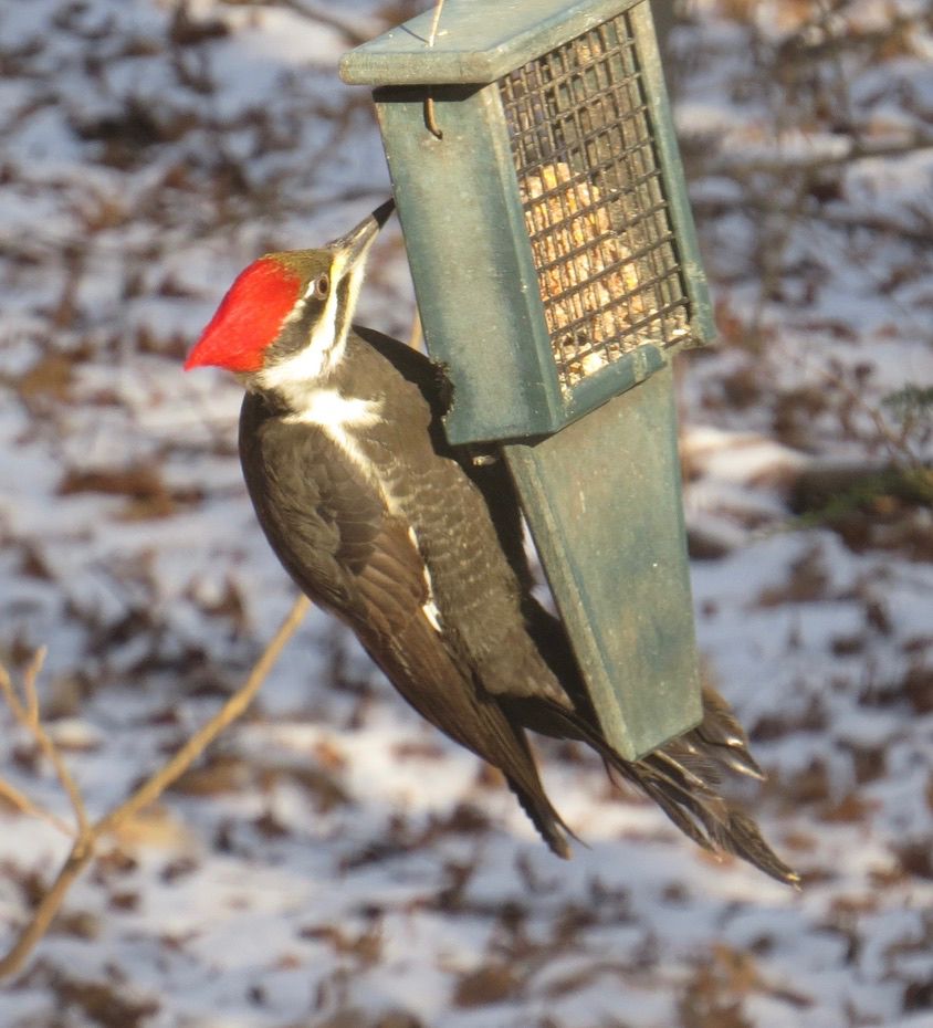 Pileated woodpeckers are the largest woodpecker in North America. A larger & similar looking native woodpecker, Ivory-billed, is now considered "lost", possibly extinct.   
Pileated female on suet & searching for insects in dead wood.
photos by me.