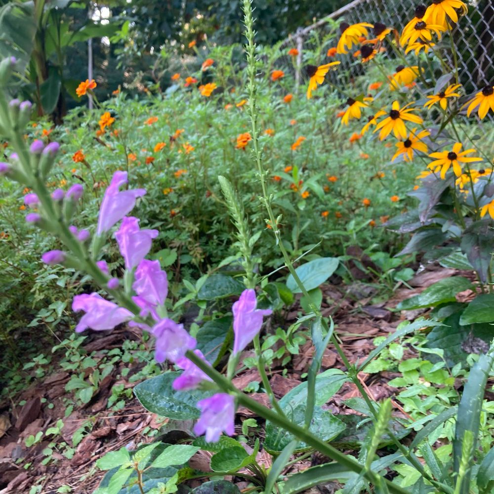 bright purple flower with yellow & red flowers in background 
