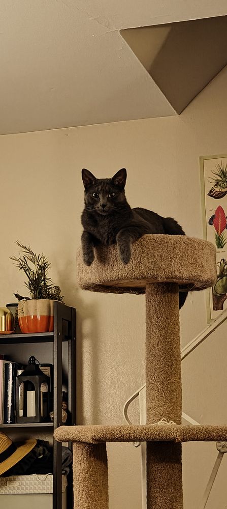 A gray cat looking at the camera, half hanging out of the top of a cat tower