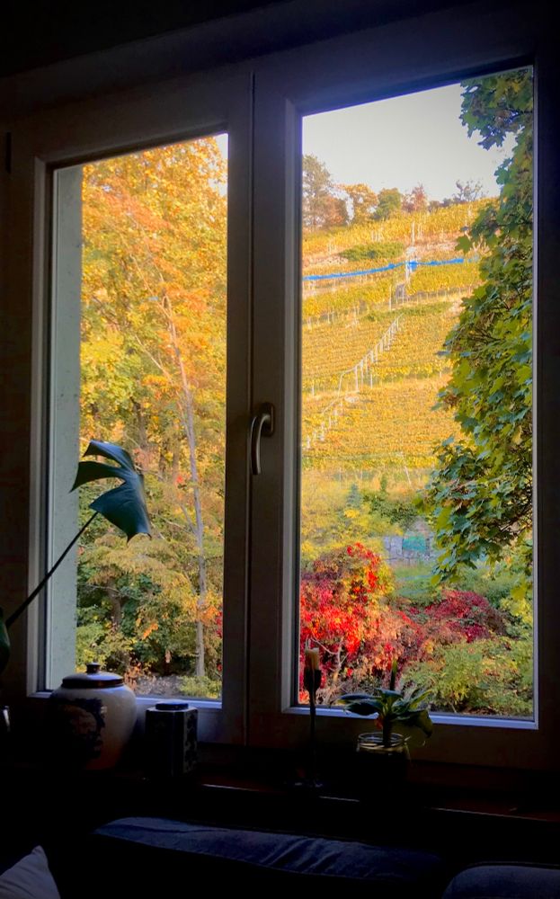 Blick aus einem dunklen Zimmer auf einen herbstlich gefärbten Weinberg.