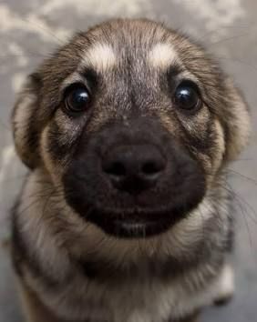 A big dog with big eyes. It looks oddly sad or potentially longing for something. Maybe this is how it feels when you’re put on a list called “enemy of the fungi” but maybe that’s just me. I don’t deserve what happened to me, I love fungi and I love dogs. I’m really a good guy too I just have some emotional moments it’s not my fault. I just like to have a good time and roleplay! Haha