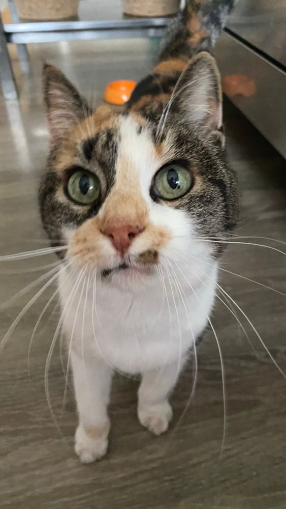 This same lovely tricolor cat looking longingly a bit to the left and above of the camera. What is visible of her front paws and chest is white, as are her long whiskers sticking out.