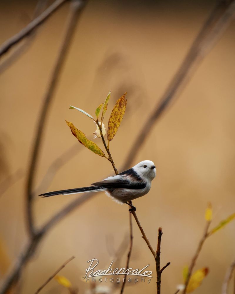 Long-tailed Tit with colours of autumn in the background