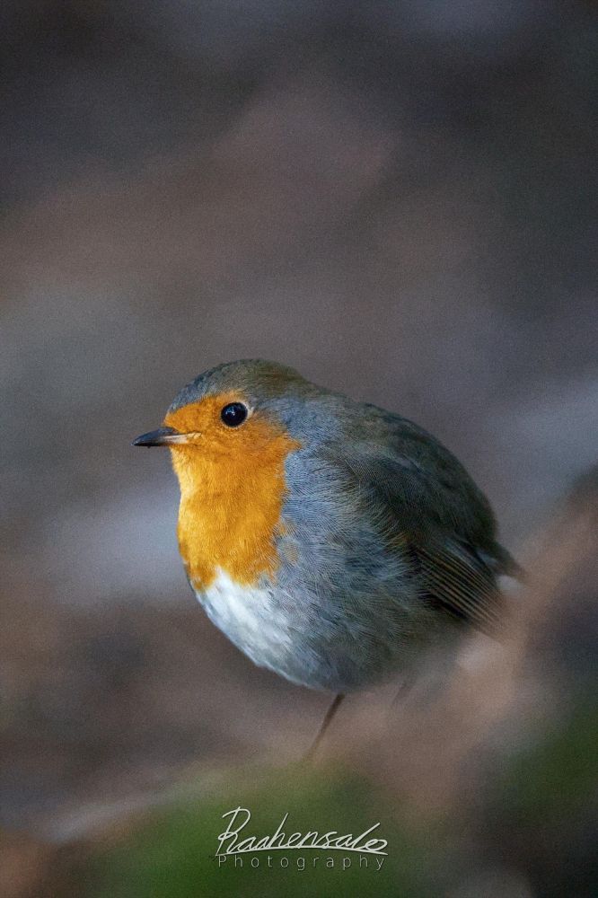Cute Robin posing on the ground