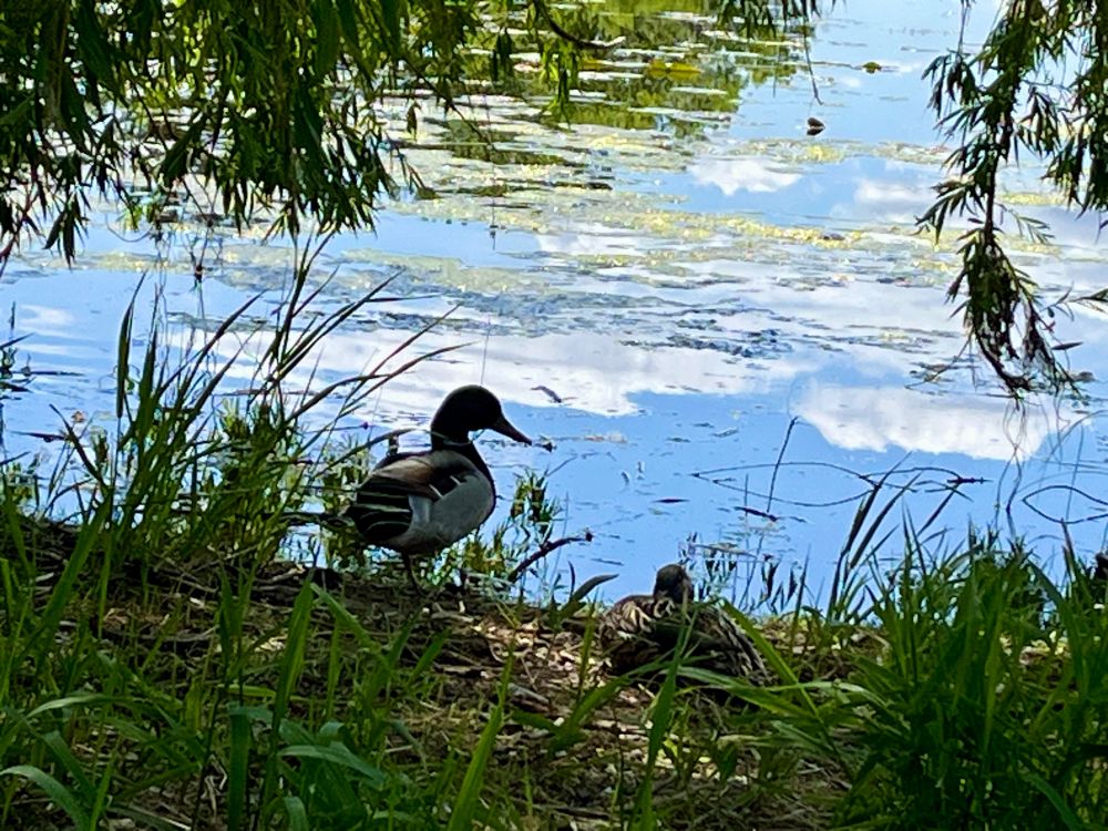 Mated pair of mallards near the shoreline of a lake, under a willow tree. The male is turned to look at the nestled female, and the blue water reflects the sky and clouds beyond them. 