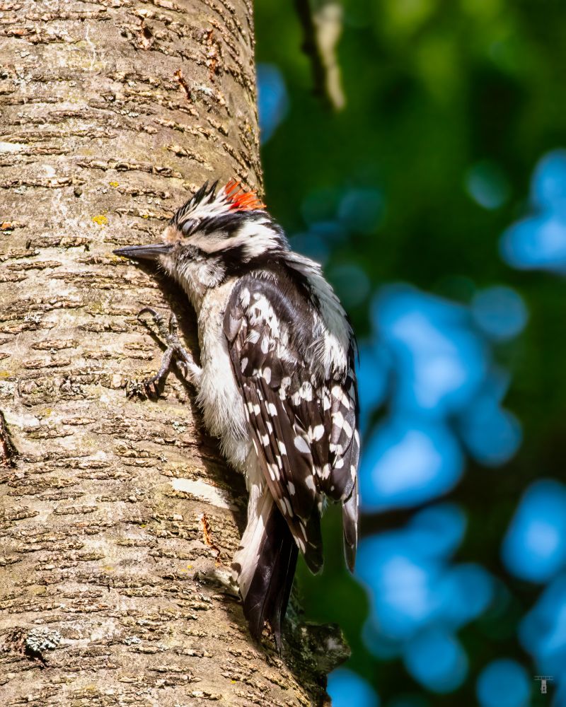 A small Downy Woodpecker takes a quick nap on the side of a tree