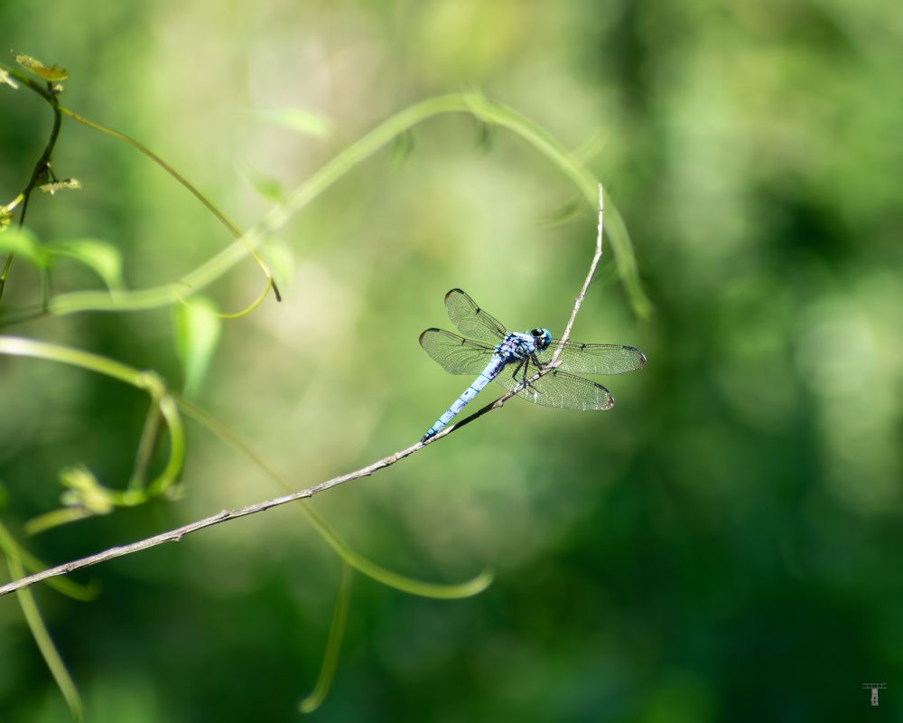 A Blue Dasher dragonfly resting on the end of a branch