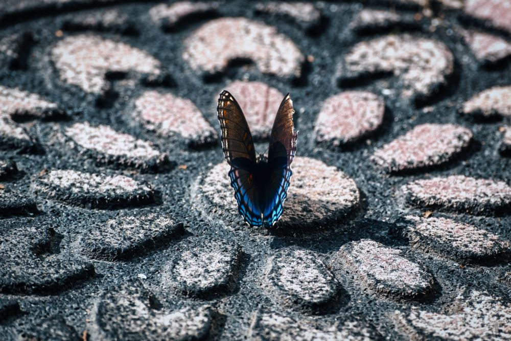 A Red-spotted Purple butterfly on a doormat with dark, blackish-blue wings