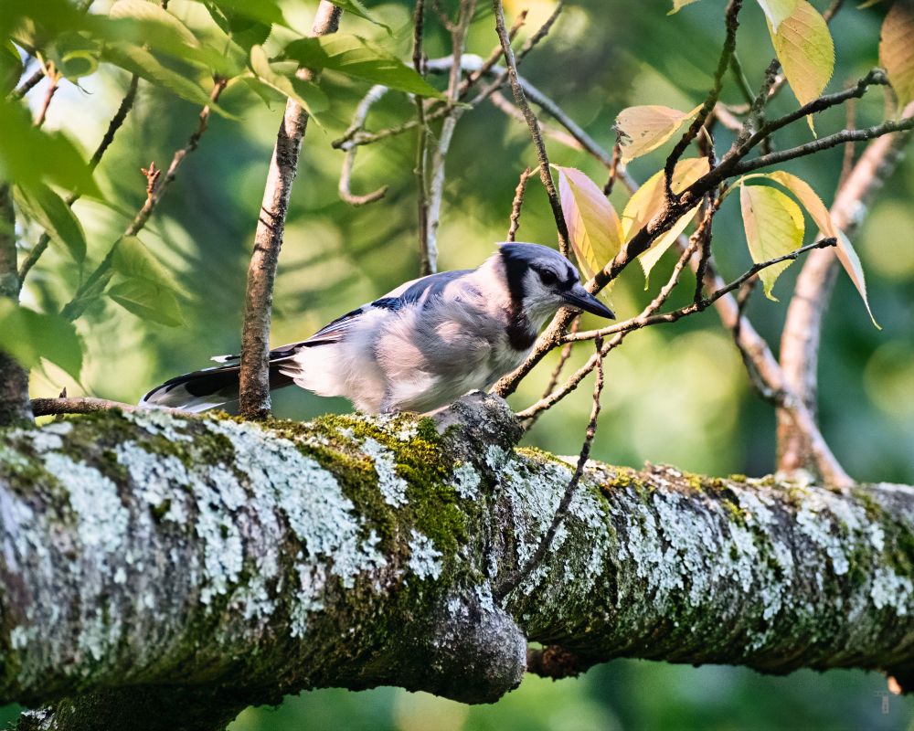A Blue Jay sits perched on a mossy branch as the morning sun peeks through the branches
