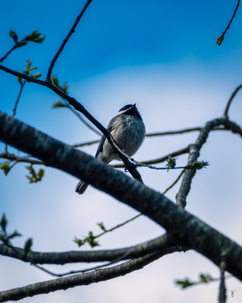 A Carolina Chickadee perched on a branch with a blue sky in the background.