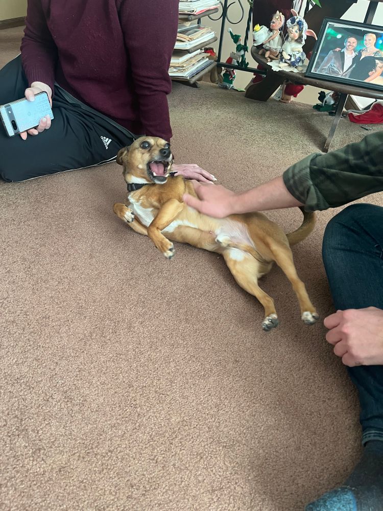 A small brown dog lies in his side with his mouth open 