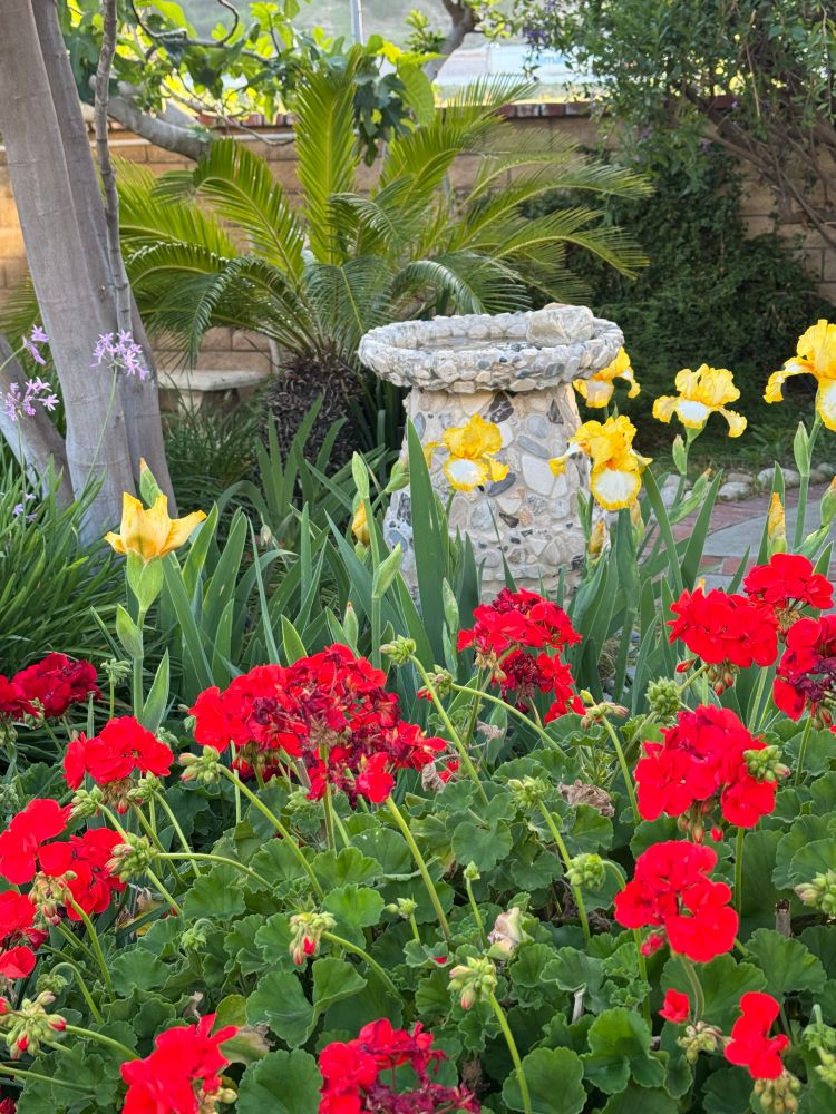 Red flowers (I don’t know what kind) 
and yellow Iris is in front of a birdbath