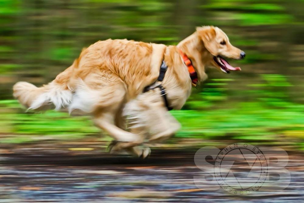 A Golden Retriever running full speed.