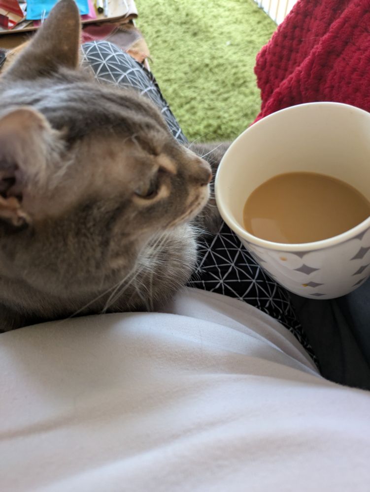 Grey tabby cat sniffing a cup of coffee. 