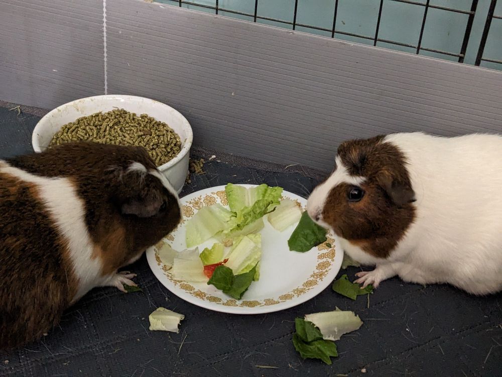 Guinea pig Reese and Trudy.