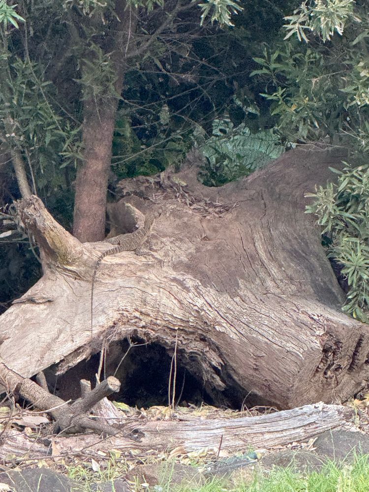 Photo of a Water Dragon sunning itself on an old log. They’re starting to come out of hibernation  